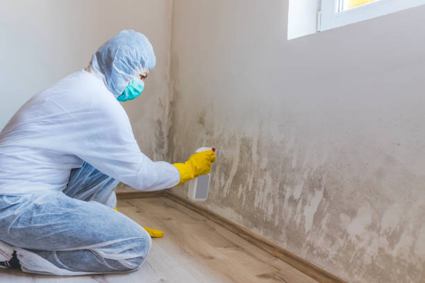 Licensed Mold Remediation service in Port Republic, MD - WQB Mold Removal